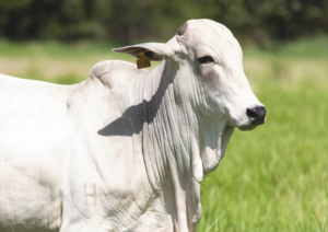 Indea notifica 200 propriedades por caso de vírus da raiva em vaca