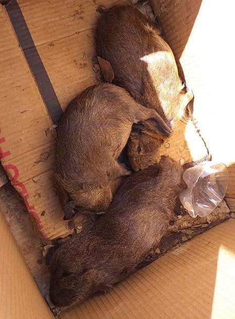 Filhotes de capivara são mortos e jogados em praça pública de município do Nortão
