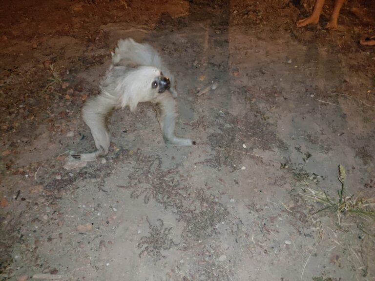 Caminhoneiro “dá uma força” para bicho-preguiça atravessar rodovia. Veja vídeo