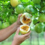 335587-333321-1814549-maracuja