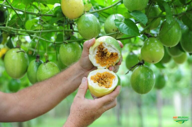 Brasil se consolida como maior produtor mundial de maracujá