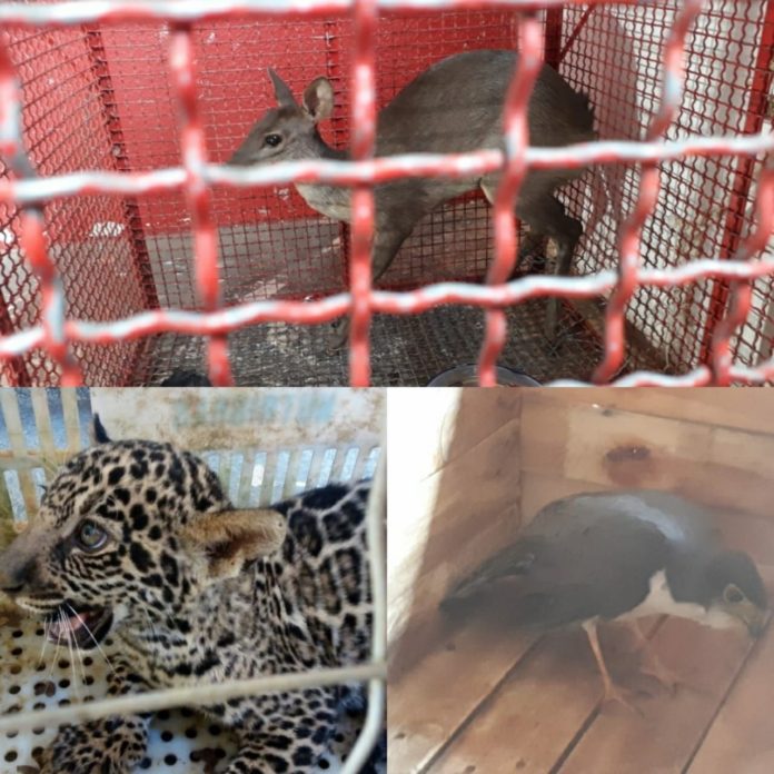 Filhote de onça pintada é deixado em pet shop sem explicações