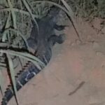 471411549454489-696×410