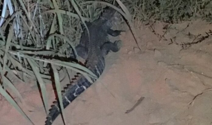 Jacaré é encontrado “passeando” em cidade do Nortão