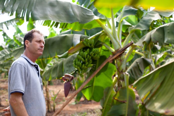 Pequenos agricultores familiares investem na produção de banana e melhoram a renda