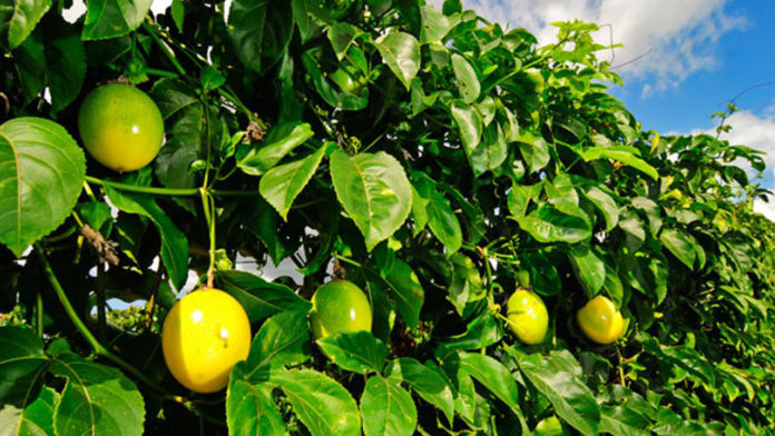 Programas de incentivo a agricultura familiar transformam vidas de agricultores no Nortão