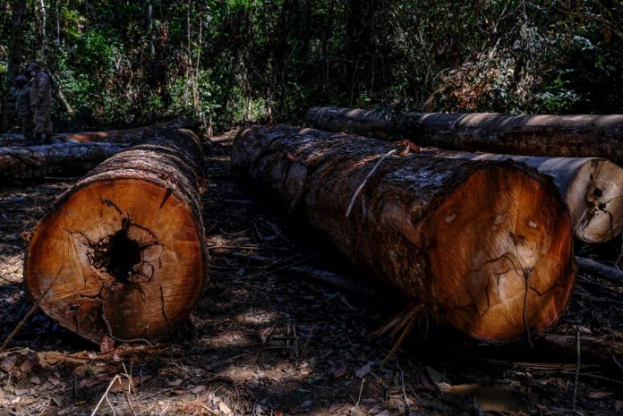 Meio bilhão em anistia: MT discute lei que vai reduzir taxa sobre o desmatamento