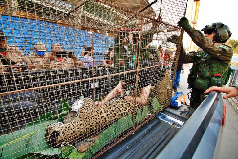 Campanha arrecada medicamentos e utensílios para ações de resgate de animais no Pantanal