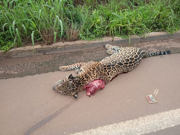Onça-pintada é atropelada na BR-163