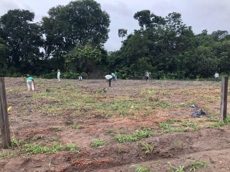 Sinop: reserva R-1 recebe 260 novas mudas