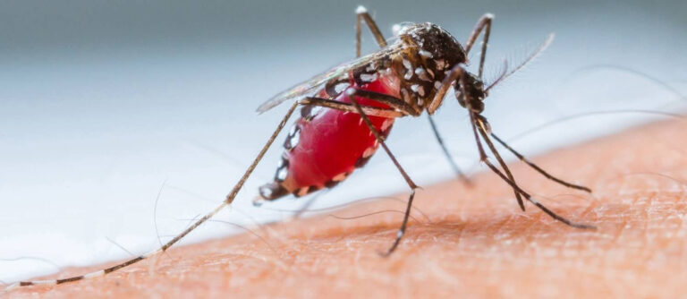 Mais de 411 casos de Dengue já foram notificados em Sinop
