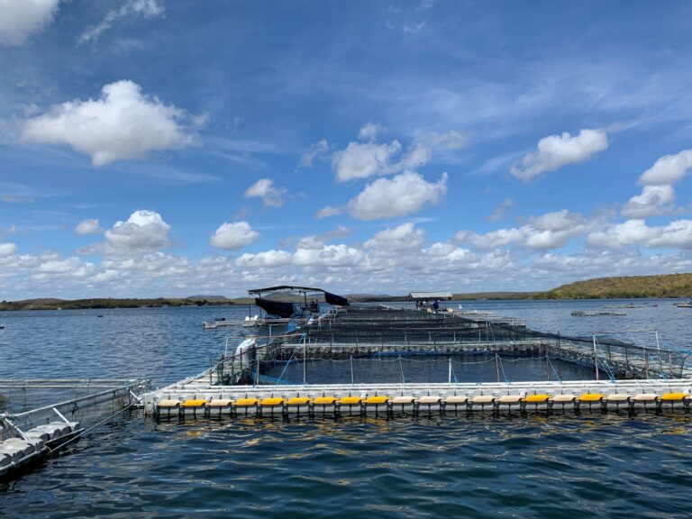 Programas de Gestão Sanitária na piscicultura melhoram índices zootécnicos da produção
