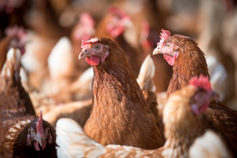 Poedeiras mais velhas exigem cuidados nutricionais específicos para garantir ovos de qualidade e produção