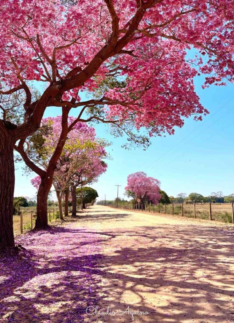 Florada dos ipês é um convite para visitar o Pantanal