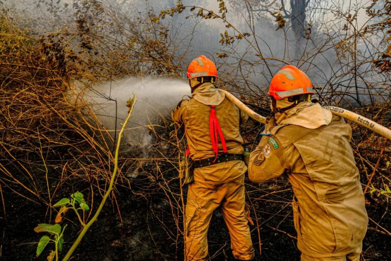 Imagens de animais mortos em incêndios florestais não são em Mato Grosso