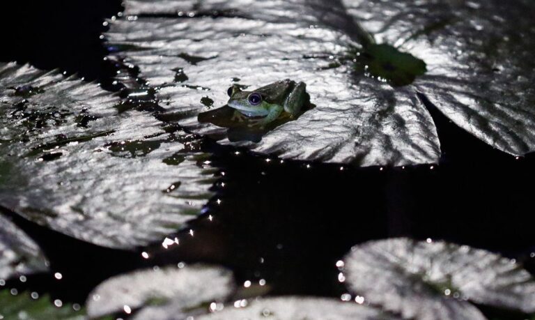 1ª visita noturna do Jardim Botânico é registrada no Rio de Janeiro