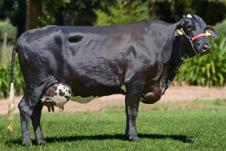 Governo de MT prorroga inscrições do edital de fomento à bacia leiteira