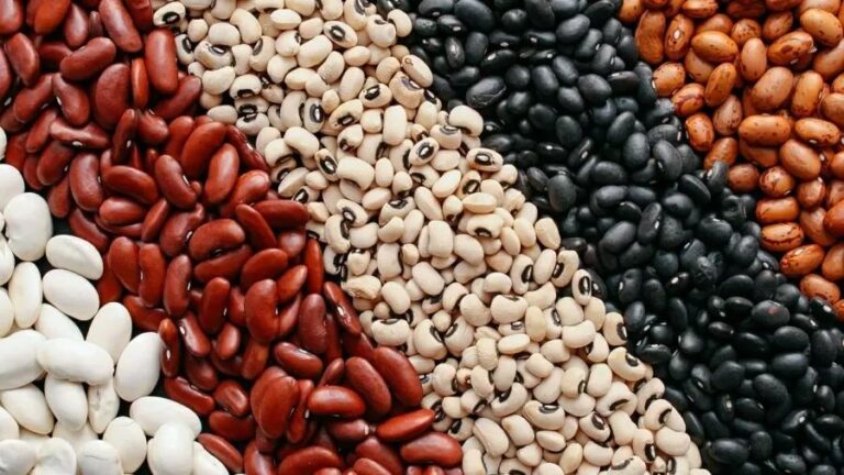 Sedec apresenta potencial de produção de MT no Fórum Brasileiro do Feijão