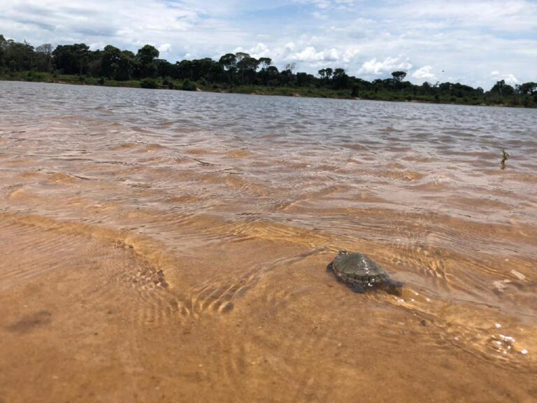Sema solta mais de 200 tartarugas resgatadas no Parque Estadual do Araguaia