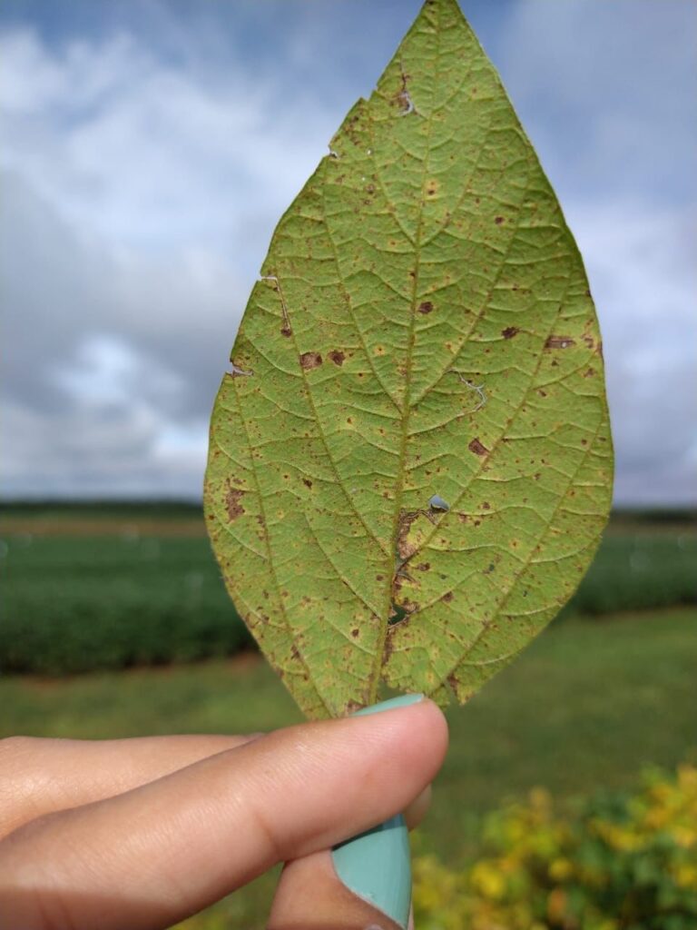 Fundação Rio Verde orienta produtores rurais sobre Vazio Sanitário da Soja