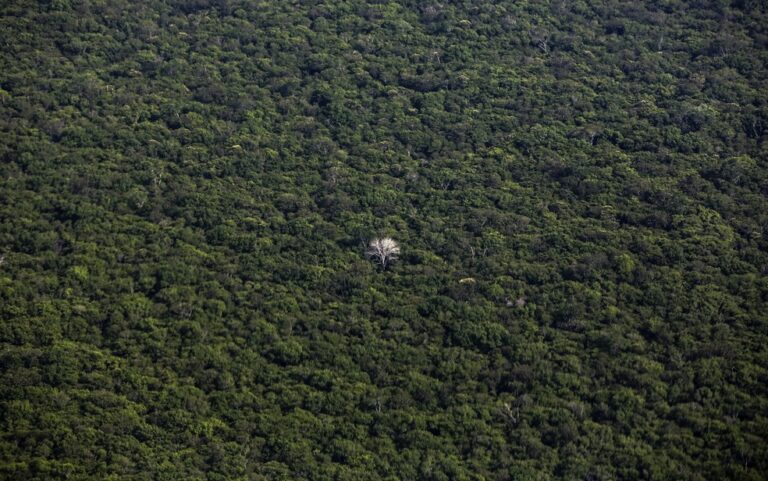 Saída de MT da Amazônia Legal pode contribuir para aumento de malária e dengue, diz pesquisadora