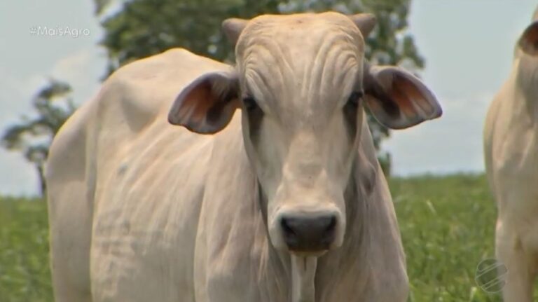 Exigências no mercado bovino impulsionam práticas sustentáveis focadas no bem-estar animal