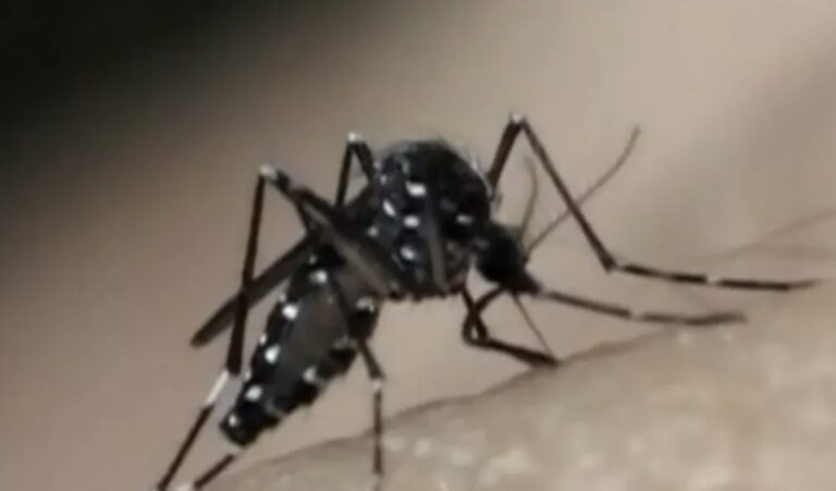 Casos de dengue apresentam queda em Tangará da Serra (MT)