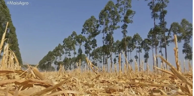 MT lidera contratação de recursos sustentáveis para o meio ambiente