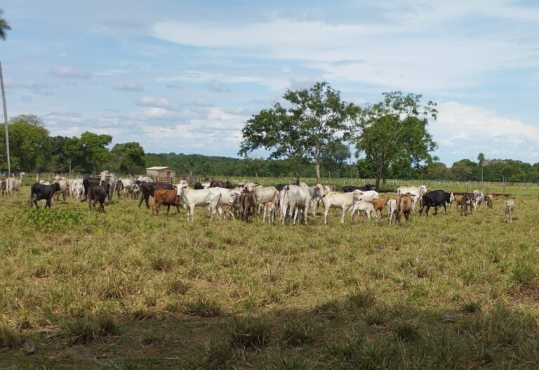 Enteado de prefeito de MT é preso suspeito de roubar ao menos 130 cabeças de gado