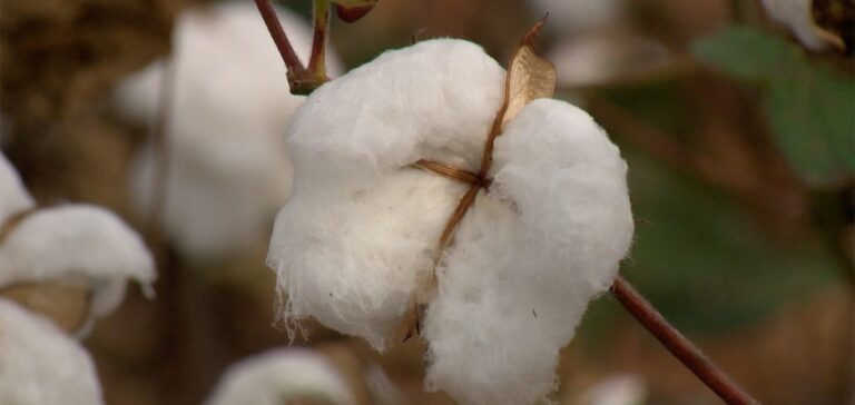 MT chega no fim do vazio sanitário do algodão e plantio de nova safra é autorizado