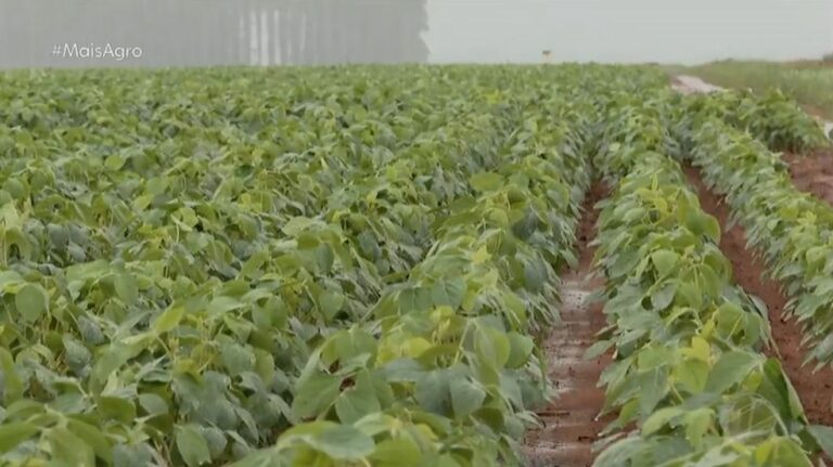 Área de plantio da soja em MT destina aproximadamente 500 mil hectares à soja convencional