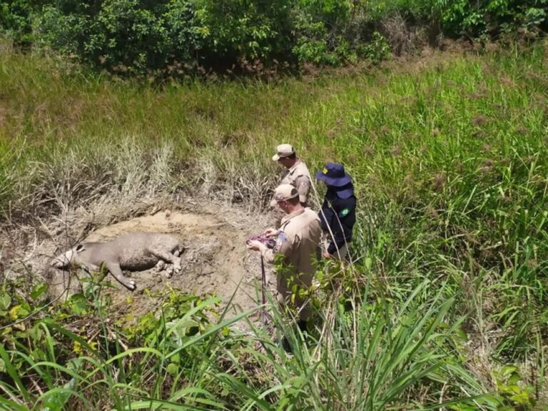 Anta atropelada é resgatada às margens da BR-163 e levada para clínica veterinária em MT