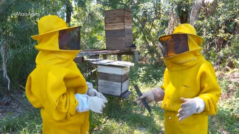 MT explora apenas 0,3% do potencial para produção de mel, aponta pesquisa