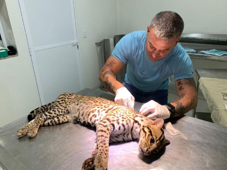 Sema-MT devolve à natureza jaguatirica após três meses em tratamento