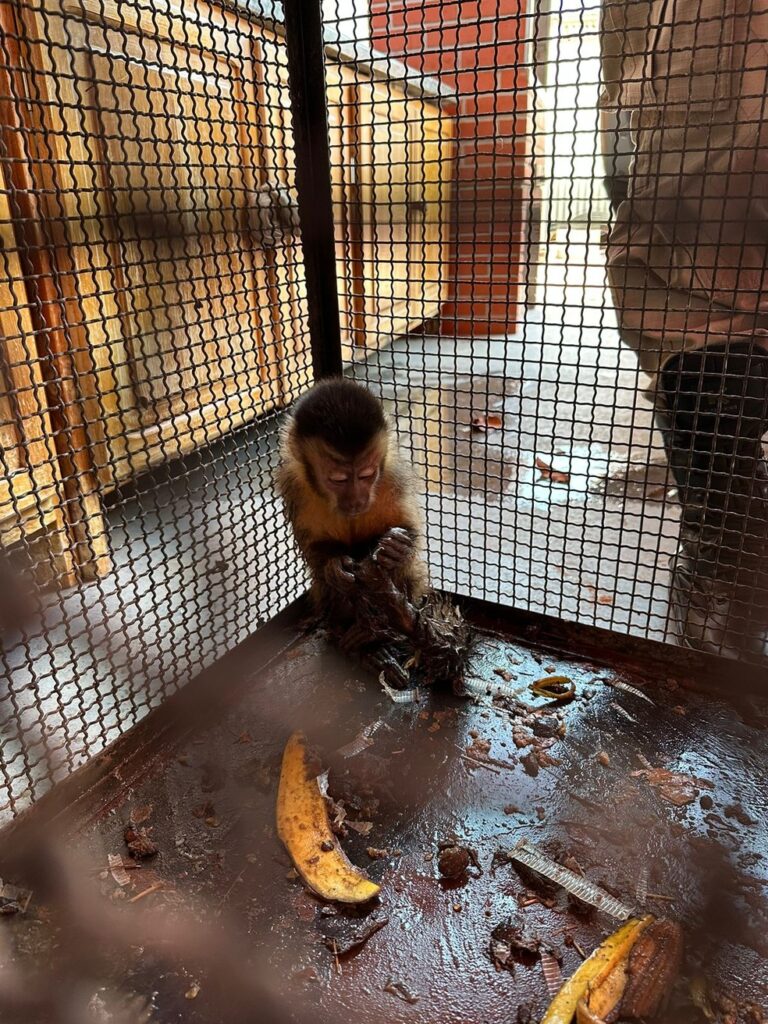 Macaco-prego ‘toca terror’ aos moradores de Nova Mutum (MT) e é capturado