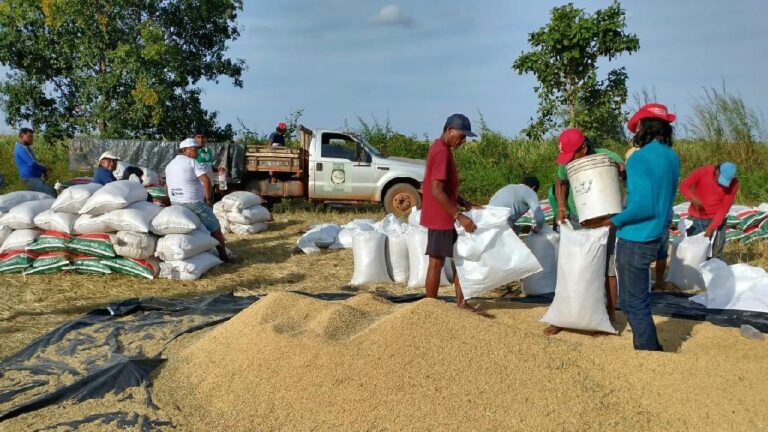 Indígenas plantam arroz e milho com assistência técnica da Empaer para atender 14 aldeias