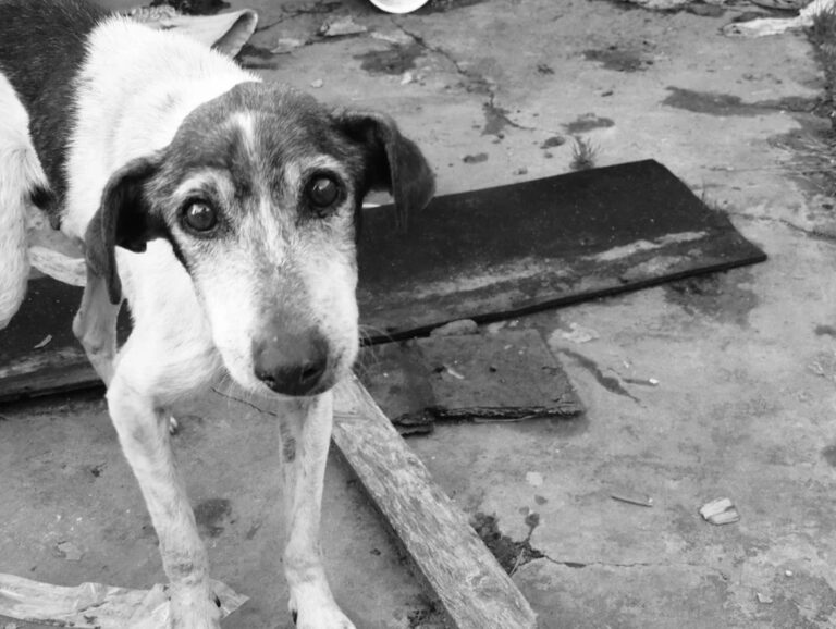 No Dia Mundial dos Animais de Rua, atacadista doa cheque para associação que ampara animais na grande Cuiabá