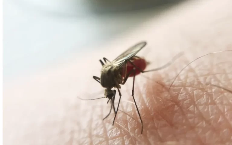 MT notifica mais de 200 casos de malária nos primeiros meses de 2023