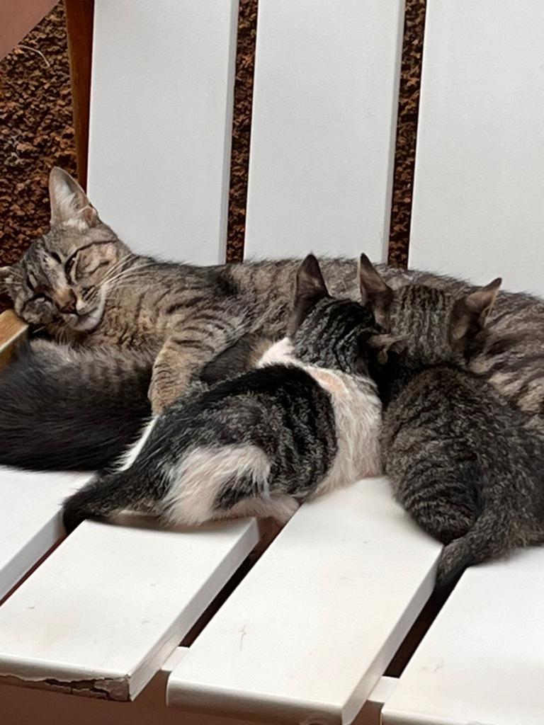 Presença de gatos nos lares deve crescer 2,5% ao ano no Brasil Externa Caixa de entrada