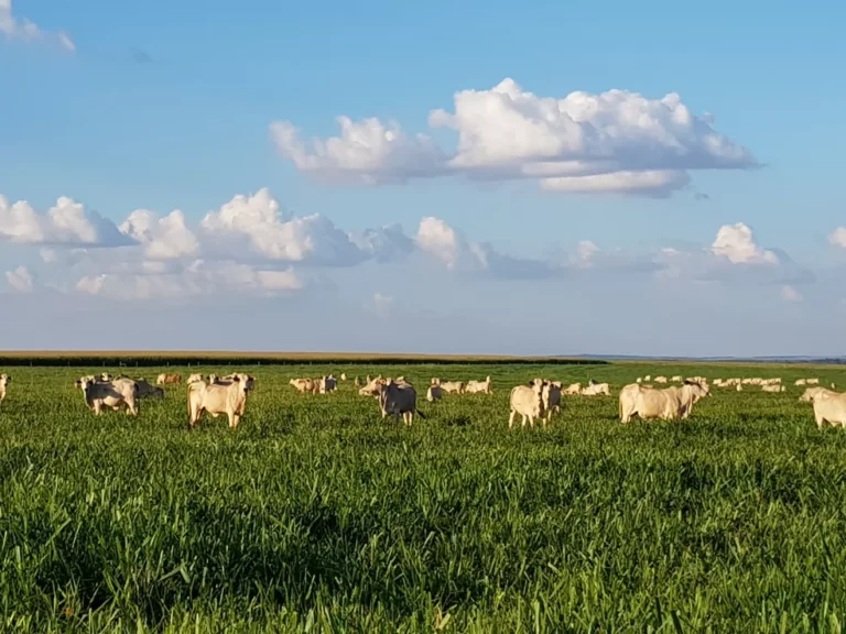 PIB do Brasil cresce 1,9% no 1° trimestre, puxado por disparada da agropecuária, diz IBGE