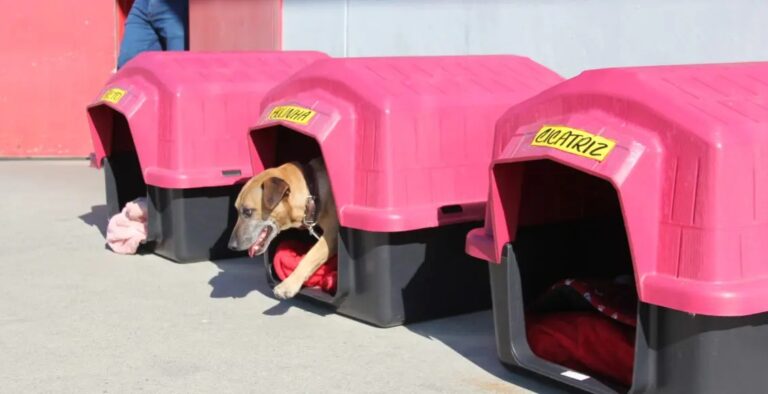 DIA DO VIRA-LATA – Atacadista abraça a causa animal e adota animais de rua em suas lojas