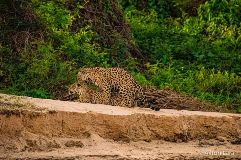 Entenda como onças atraem machos com ‘falso cio’ para proteger filhotes no Pantanal de MT