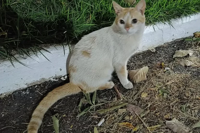 Mais de 30 gatos são mortos envenenados em condomínios de Cuiabá