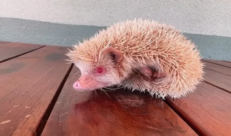 Filhote de ouriço raro que inspirou o personagem Sonic é resgatado dentro de casa em MT.