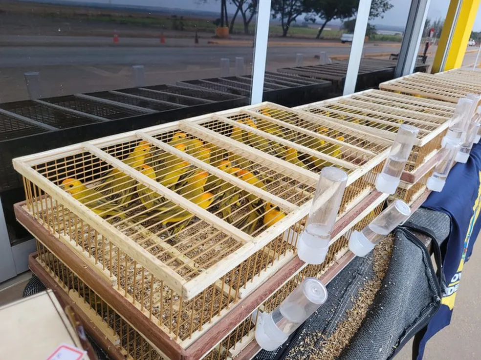 aves-transporte-1