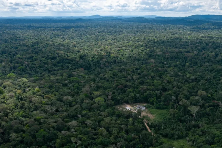 Defensoria Pública da União pede ao governo de MT para retirar invasores que desmatam e exploram a Terra Indígena Kawahiva