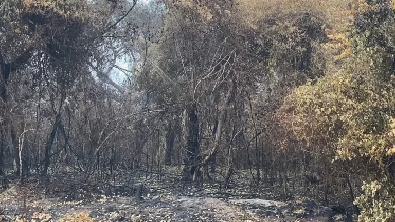 Chuvas ajudam no controle de focos de incêndios no Pantanal de MT