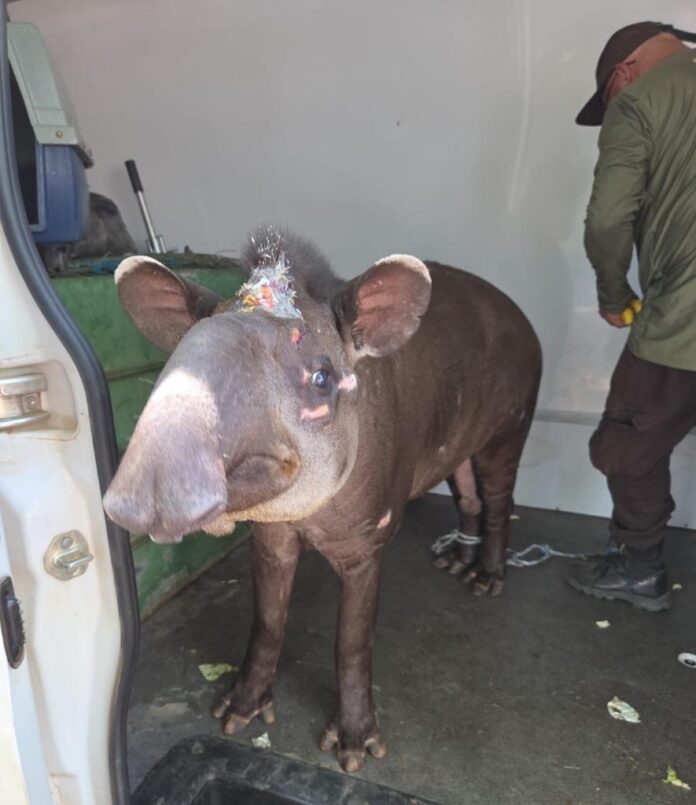 WhatsApp Image 2025-10-17 at 15.01.41