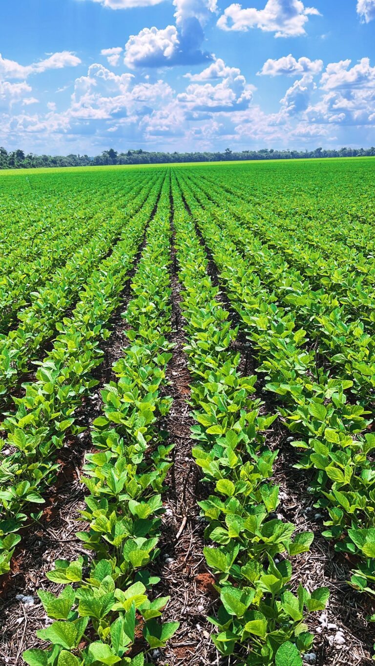 Semeando sustentabilidade: produtores rurais de Mato Grosso tem reconhecimento internacional com soja certificada